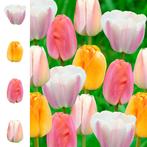 Bloembollens -64 x Tulpen  Collection  Garden Pride pakket -, Verzenden, Voorjaar, Volle zon, Bloembol