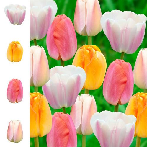 Bloembollen - 64 x Tulpen  Collection  Garden Pride pakket -, Tuin en Terras, Bloembollen en Zaden, Bloembol, Voorjaar, Volle zon