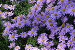 herfstaster  Anton kippenberg /  Lady in Blue /  Kristina, Vaste plant, Herfst, Ophalen of Verzenden, Volle zon