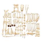 Anatomie model skelet koe (ongemonteerd), Nieuw, Verzenden