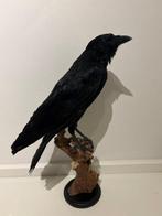 Kraai Taxidermie volledige montage - Corvus - No cites, Nieuw