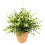 Kunstplant eucalyptus groen in terracotta pot 20 cm  - Ove..