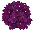 Verbena - Paars / Hangpot 30cm, Ophalen of Verzenden