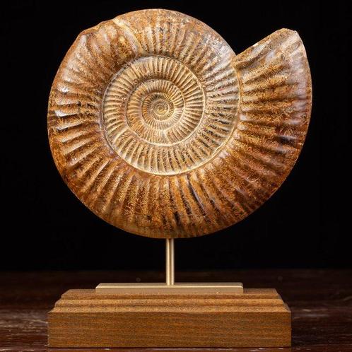 Ammonieten fossiele schelp Zeeschelp - Fossil Ammonite, Antiek en Kunst, Curiosa en Brocante