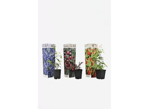 Superfruit - mix van 3, Huis en Inrichting, Kamerplanten, Verzenden