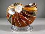 Fantastisch nautilusfossiel - Gefossiliseerde schelp -