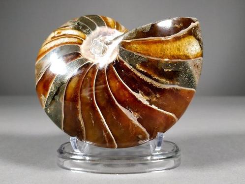 Fantastisch nautilusfossiel - Gefossiliseerde schelp -, Verzamelen, Mineralen en Fossielen