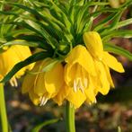 Fritillaria / Keizerskroon Lutea 5 stuks, Verzenden
