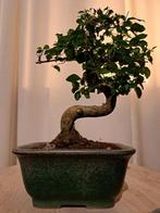 Liguster bonsai (Ligustrum) - Hoogte (boom): 20 cm - Diepte