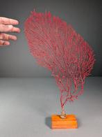 Prachtige rode gorgonie Koraal - Acabaria biserialis (Zonder, Nieuw