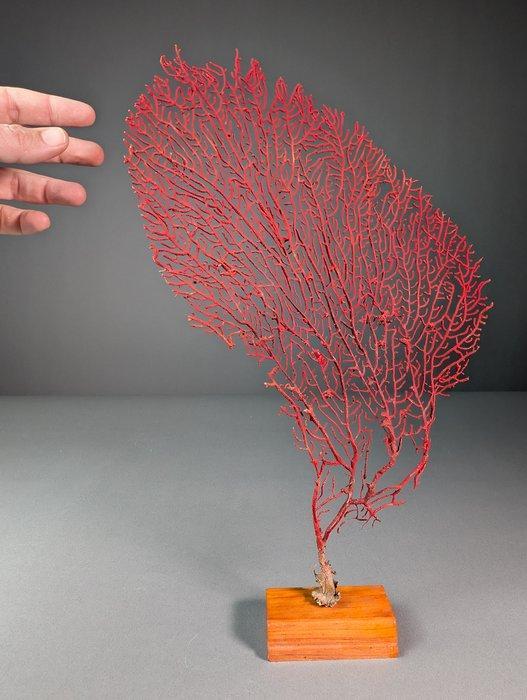 Prachtige rode gorgonie Koraal - Acabaria biserialis (Zonder, Verzamelen, Dierenverzamelingen