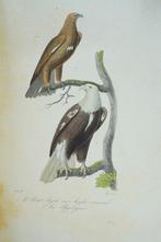 Buffon / M. Richard - Œuvres Complètes de Buffon : Oiseaux -, Antiek en Kunst