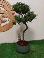 Boeddha-den bonsai (Podocarpus macrophyllus) - Hoogte