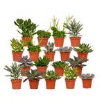 Everspring - Succulenten Mix - 18 stuks - 10 cm - Ø8,5, Huis en Inrichting, Verzenden, Nieuw