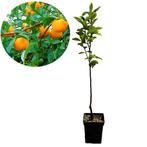 kaki Lotus Diospyros Vaniglia + Pot 23cm, Tuin en Terras, Planten | Fruitbomen, Verzenden, Volle zon