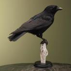 Kraai Taxidermie Opgezette Dieren By Max, Ophalen of Verzenden, Nieuw, Vogel, Opgezet dier