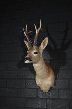 Siberian Roebuck - fine shoulder mount Taxidermie, Nieuw