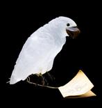 Peter Muller - sculptuur, Cacatua Numerato con