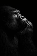 Tristan Mottier - Born to think - XL - Édition limitée, Antiek en Kunst