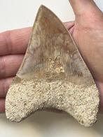 Megalodon tand 11,3 cm - Fossiele tand - Carcharocles