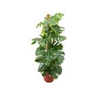 Monstera Pertusum XL | 150cm - Ø26cm + Elho Jazz Round rood, Huis en Inrichting, Kamerplanten, Verzenden