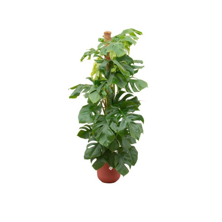Monstera Pertusum XL | 150cm - Ø26cm + Elho Jazz Round rood, Huis en Inrichting, Kamerplanten, Verzenden