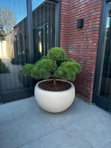 POTTENSHOP Plantenbak Bloempot Hoge pot zand pot olijfboom beschikbaar voor biedingen
