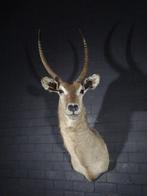 Waterbok Taxidermie wandmontage - Kobus ellipsiprymnus - 50, Nieuw
