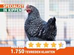 Goede legkippen | Verschillende rustige sierkippen | Ingeënt, Dieren en Toebehoren, Kip, Meerdere dieren