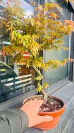 Japanese maple bonsai (Acer palmatum) - Hoogte (boom): 59 cm, Antiek en Kunst