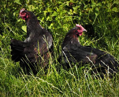 krassen alarm pols ≥ Marans kippen, rustige kip, goede leg kippen kopen! — Pluimvee —  Marktplaats