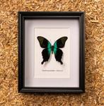 Vlinder Taxidermie volledige montage - Papilio peranthus -, Nieuw