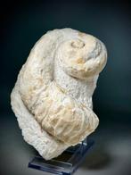 Zeldzaam volledige rudist - Gefossiliseerde schelp - Caprina