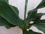 Kamerplant Bananenplant Musa, Verzenden