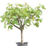 Vijgenboom - Ficus Carica Brown Turkey - mooi vertakt - Om, Tuin en Terras, Planten | Bomen, Ophalen of Verzenden