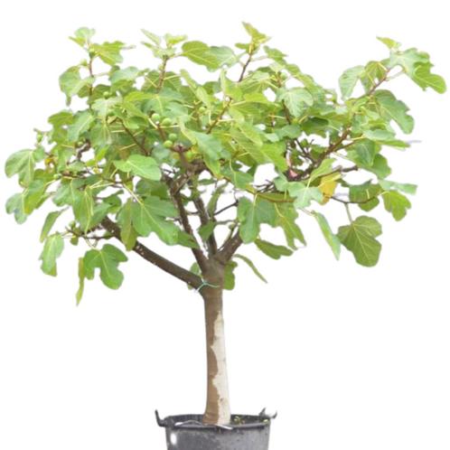Vijgenboom - Ficus Carica Brown Turkey - mooi vertakt - Om, Tuin en Terras, Planten | Bomen, Ophalen of Verzenden