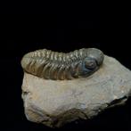 Trilobiet - Fossiele matrix - Morocops ovatus - 16 mm - 27, Verzamelen
