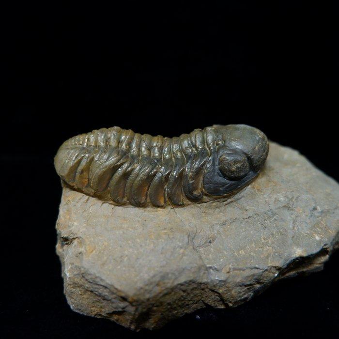 Trilobiet - Fossiele matrix - Morocops ovatus - 16 mm - 27, Verzamelen, Mineralen en Fossielen