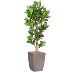 Ficus Lyrata kunstplant, H230cm, Huis en Inrichting, Kamerplanten, Ophalen of Verzenden