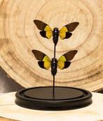 Cicade Taxidermie volledige montage - Trengganua sybilla -, Antiek en Kunst, Curiosa en Brocante