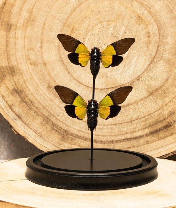 Cicade Taxidermie volledige montage - Trengganua sybilla -, Antiek en Kunst, Curiosa en Brocante