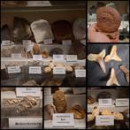 Oude fossielenverzameling, meer dan 30 stuks - Fossiele, Verzamelen, Mineralen en Fossielen