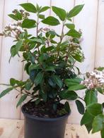 Viburnum Tinus 30 cm - Warentuin Natuurlijk, Tuin en Terras, Planten | Tuinplanten, Verzenden