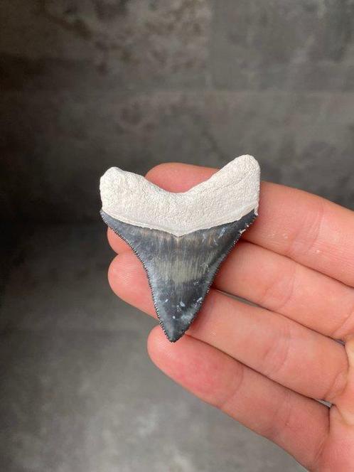 Megalodon - Fossiele tand - Carcharias Megalodon - 5.7 cm, Verzamelen, Mineralen en Fossielen