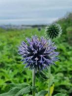 Echinops Blue Glow Bannaticus (Tuinplanten kopen?), Tuin en Terras, Planten | Tuinplanten, Ophalen of Verzenden, Vaste plant, Siergrassen