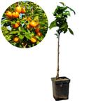 kaki Lotus diospyros Tipo + Pot 23cm, Verzenden, Volle zon