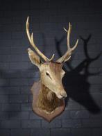 Large Red Stag - head-mount on shield - Taxidermie, Nieuw