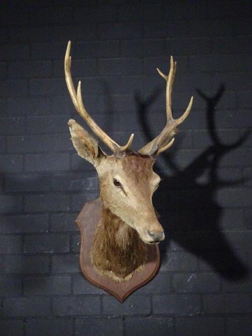 Large Red Stag - head-mount on shield - Taxidermie, Verzamelen, Dierenverzamelingen