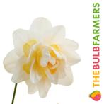 The Bulb Farmers - 40 x Narcis Snow Paradise - wit met gee, Tuin en Terras, Bloembollen en Zaden, Verzenden, Najaar, Volle zon