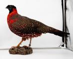 Tragopan Taxidermie volledige montage - Tragopan satyra, Verzamelen, Dierenverzamelingen, Nieuw